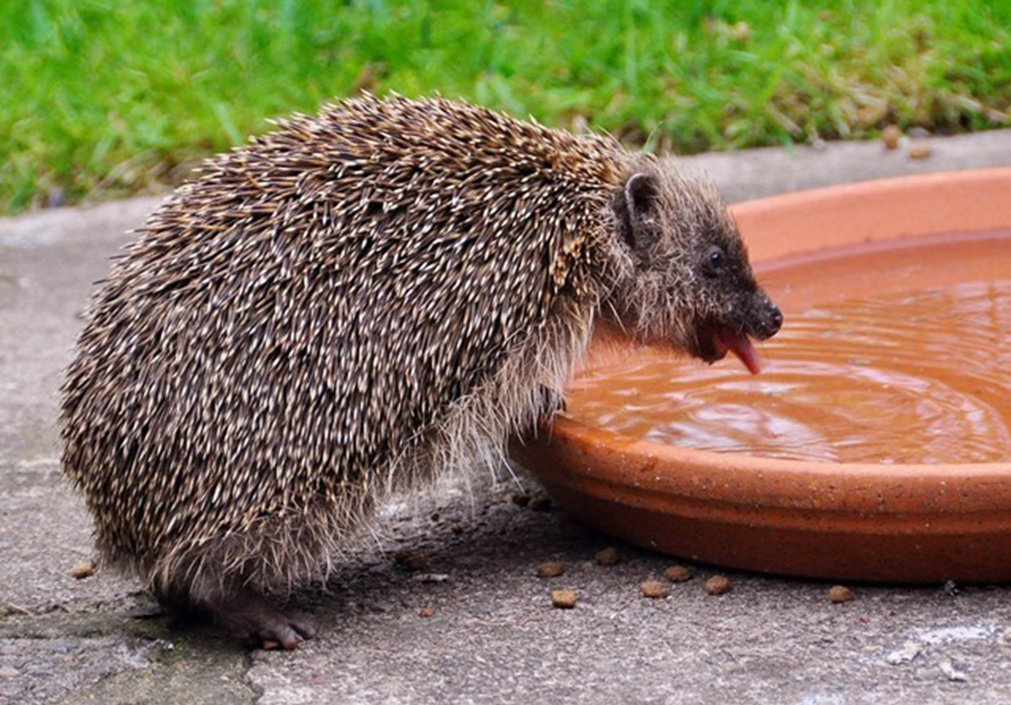 Is Dog Food Safe For Hedgehogs at Paul Hyde blog