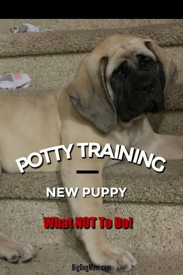 Are Bigger Dogs Easier To Potty Train