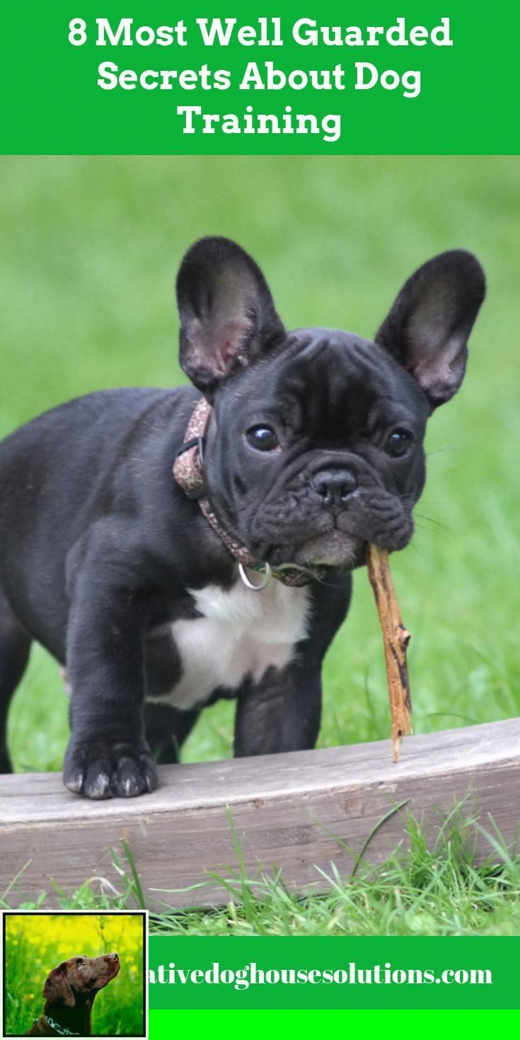 Can You Potty Train 2 Year Old Dog