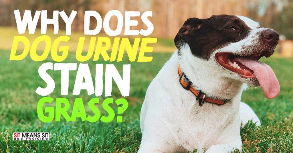 Is Dog Urine Harmful To Breathe