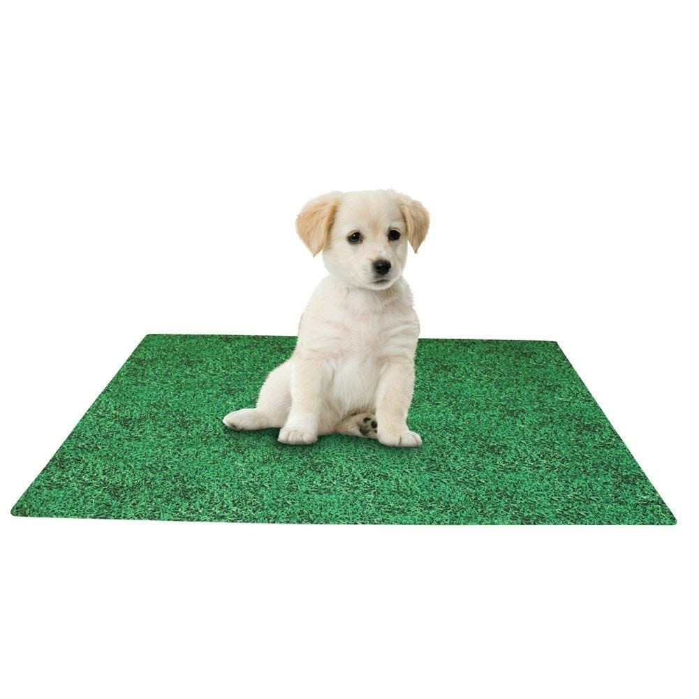 Attractant Potty Pads A Helpful Tool For Older Dogs With Bladder