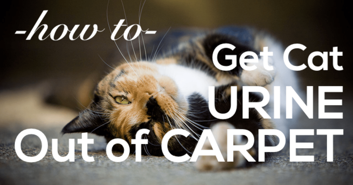 Does Dog Pee Glow Under Black Light BabelBark