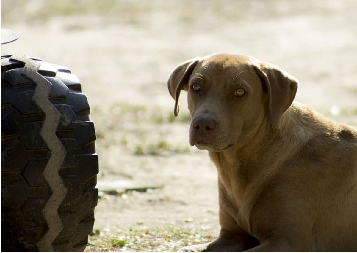 Does Dog Urine Ruin Car Tires