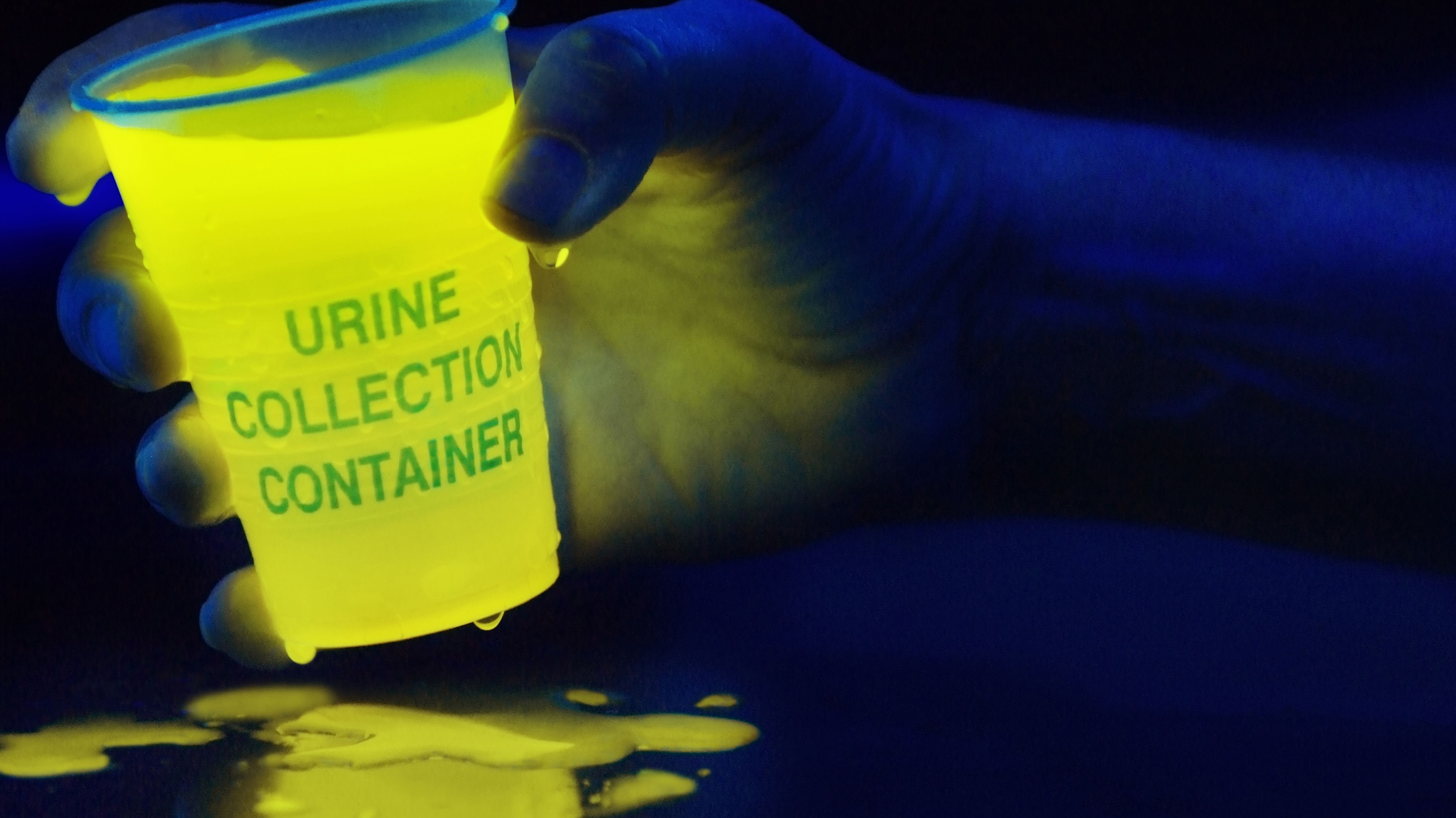 Does Dog Pee Glow Under Black Light BabelBark