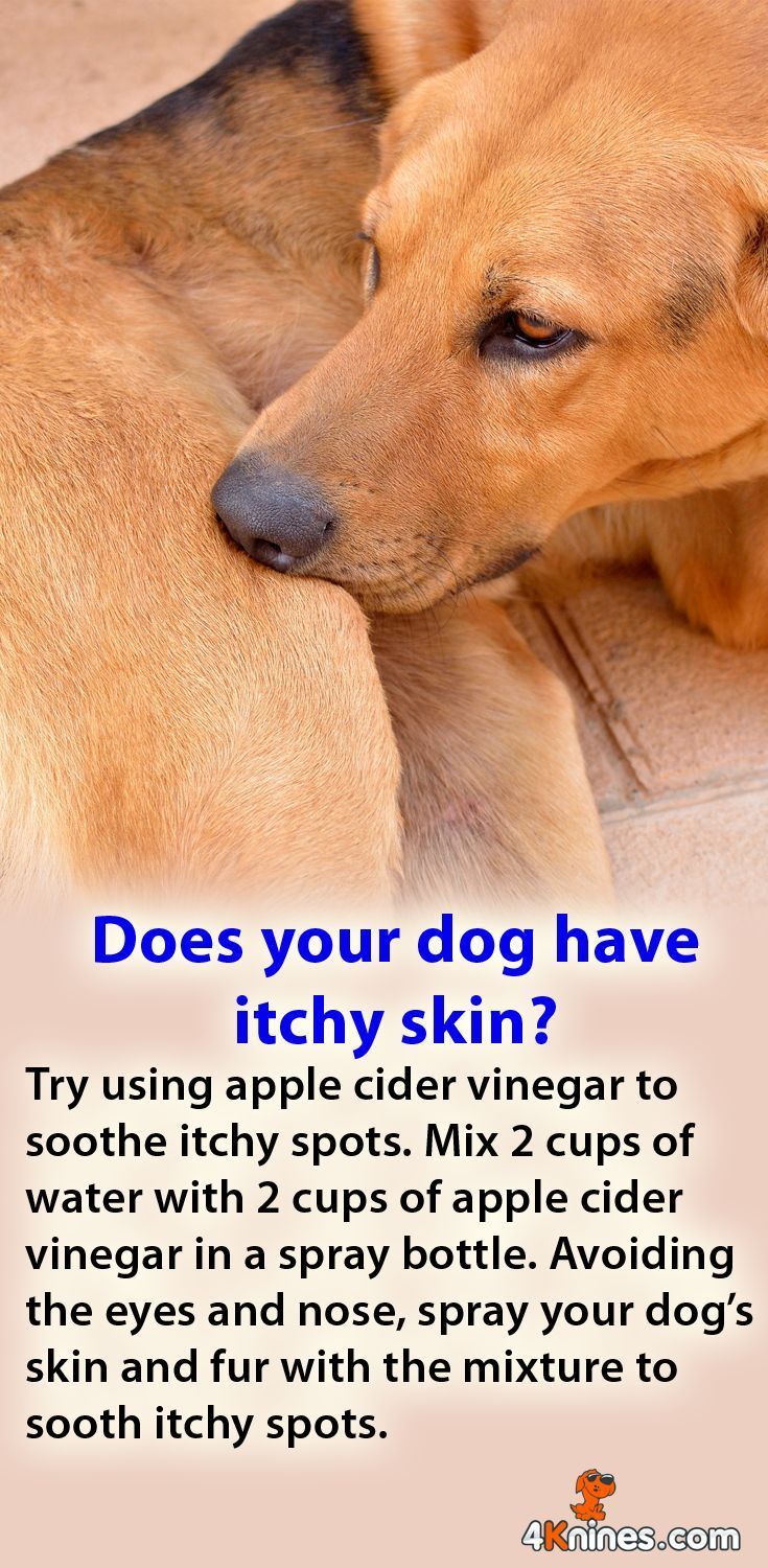 How To Potty Train Your Dog Different Methods To Deter Pooping BabelBark