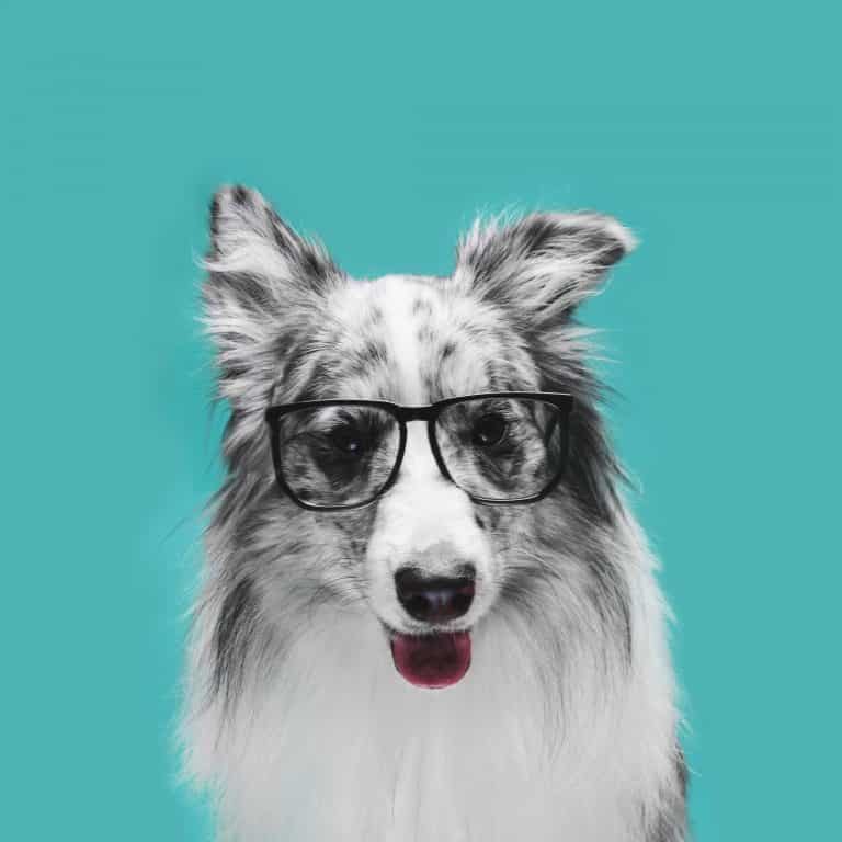 Can A Dog Od On Cosequin