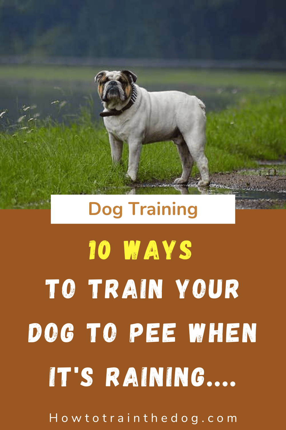 Is It Hard To Potty Train A 1 Year Old Dog