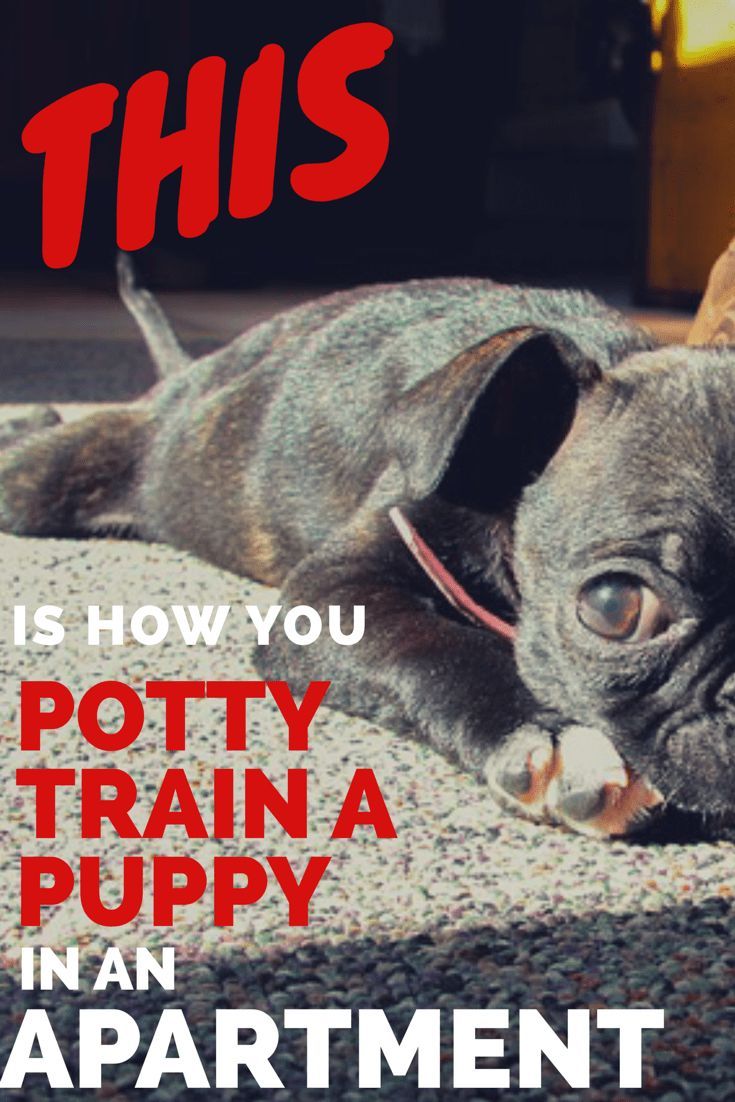 How To Potty Train Your Dog In An Apartment