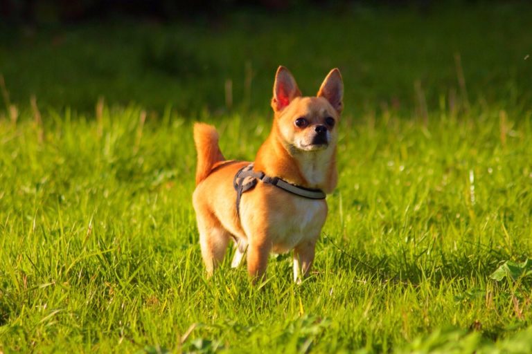 3 Tips To Prevent Dead Grass From Dog Urine BabelBark