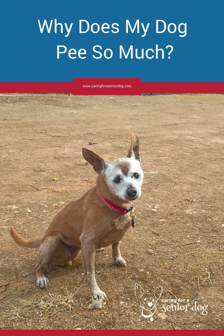 How To Get Rid Of Dog Pee Smells For Good BabelBark