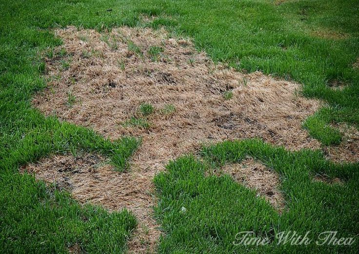 3 Tips To Prevent Dead Grass From Dog Urine BabelBark