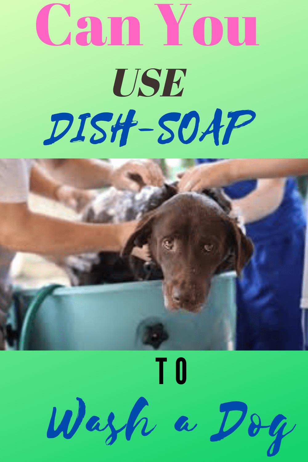 Do Dogs Keep Rabbits Away