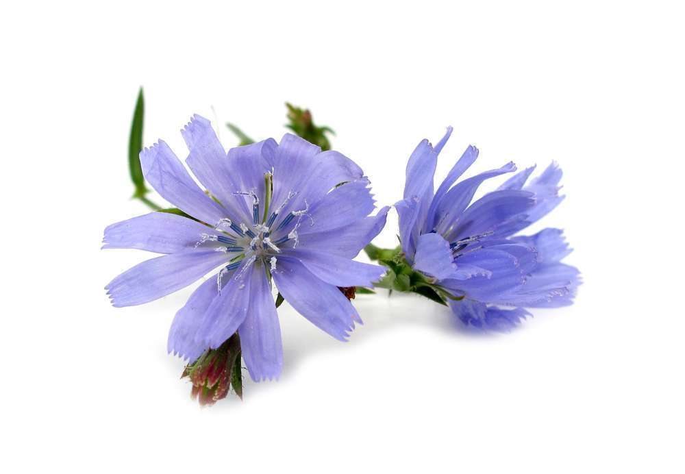 Bach Flower Essence Chicory (Cichorium intybus)