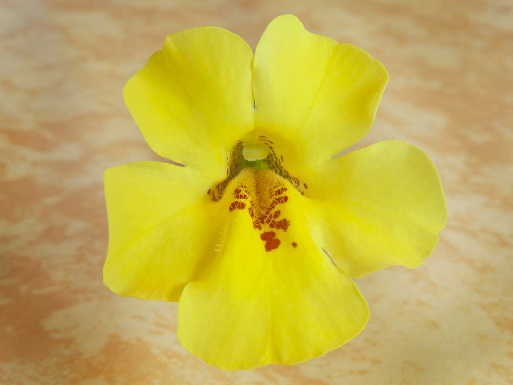 Bach Flower Essence Mimulus (Mimulus guttatus)