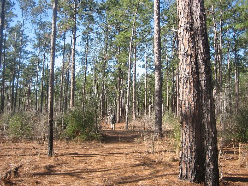 Hiking Turkey Creek Trail near Houston, TX