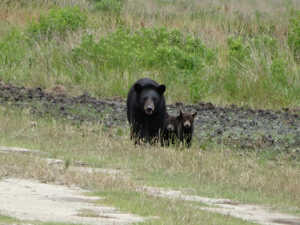 The 10 Best Trails to See Bears