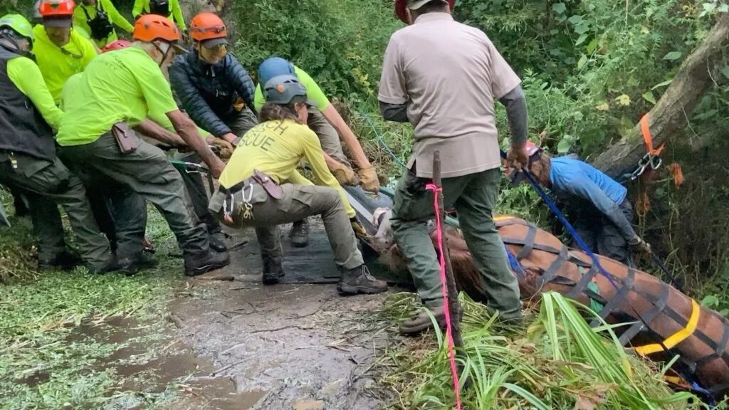 Seven-Hour Rescue Operation Saves Horse Stuck in California Ravine