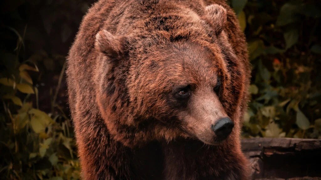 Here’s How Hikers Can Avoid Bear Encounters, According to an Expert