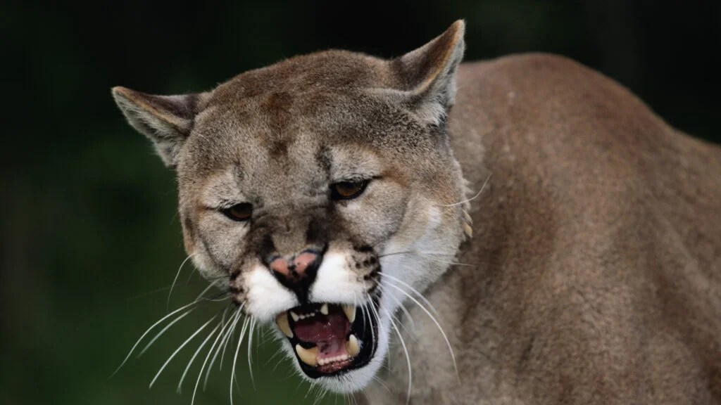 Man Punches Cougar in the Face