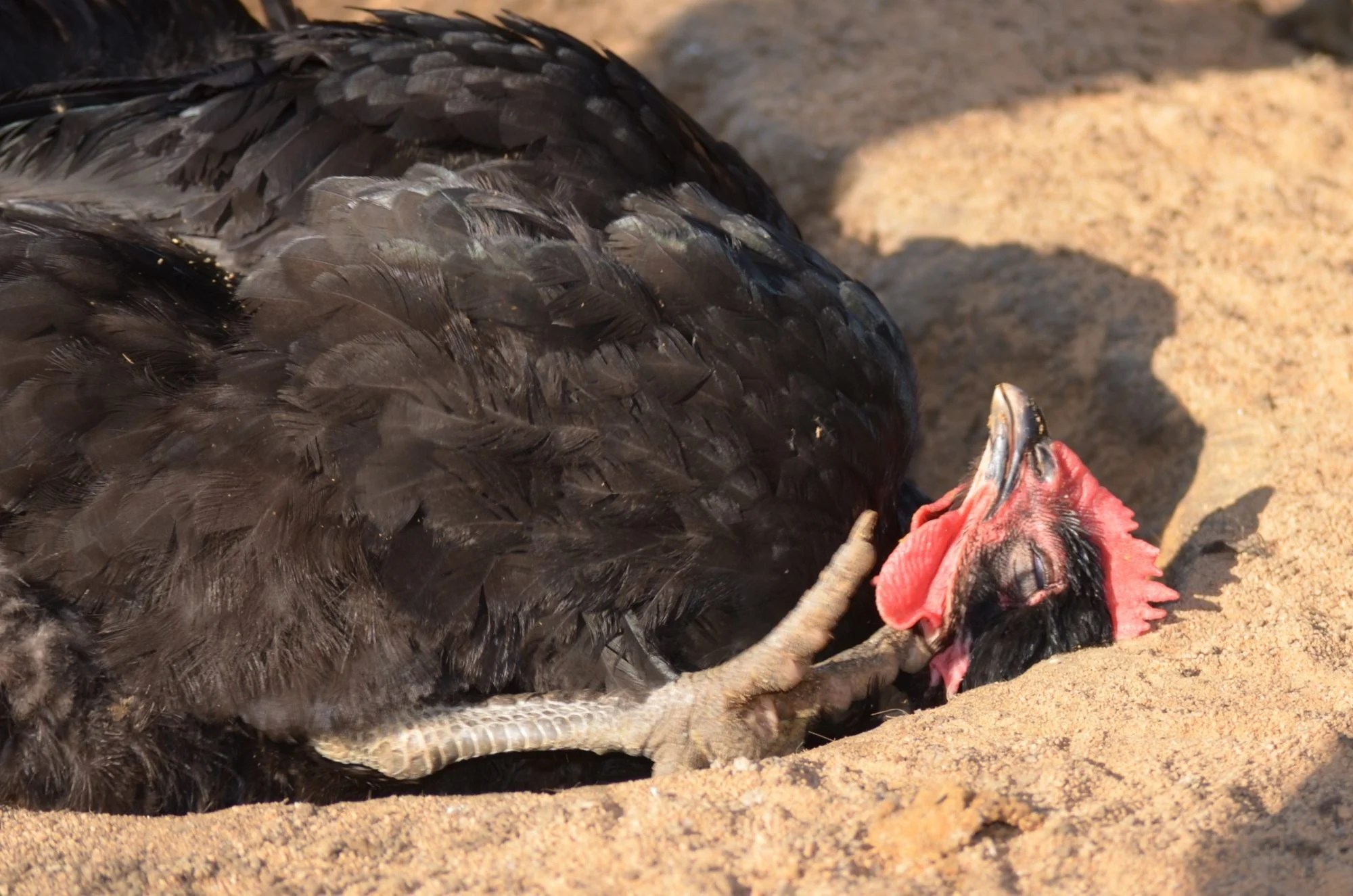 Let's see your best " Dead Chicken " pose(s)! Please , No real dead