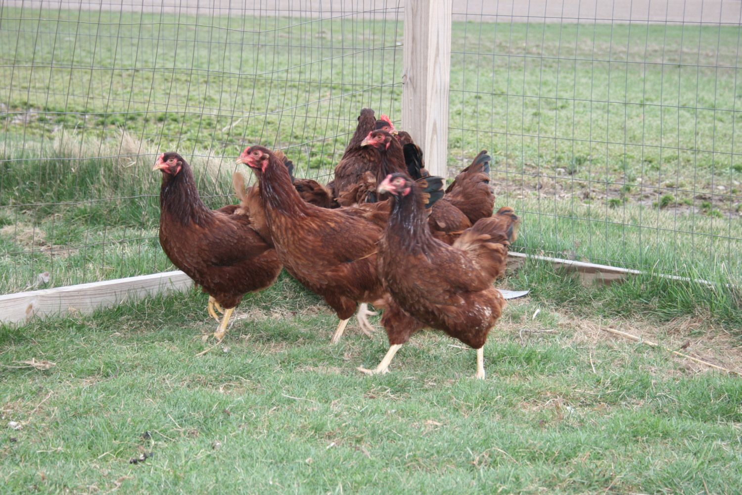 12 + Buckeye Eggs NPIP Ceretified BackYard Chickens Learn How to