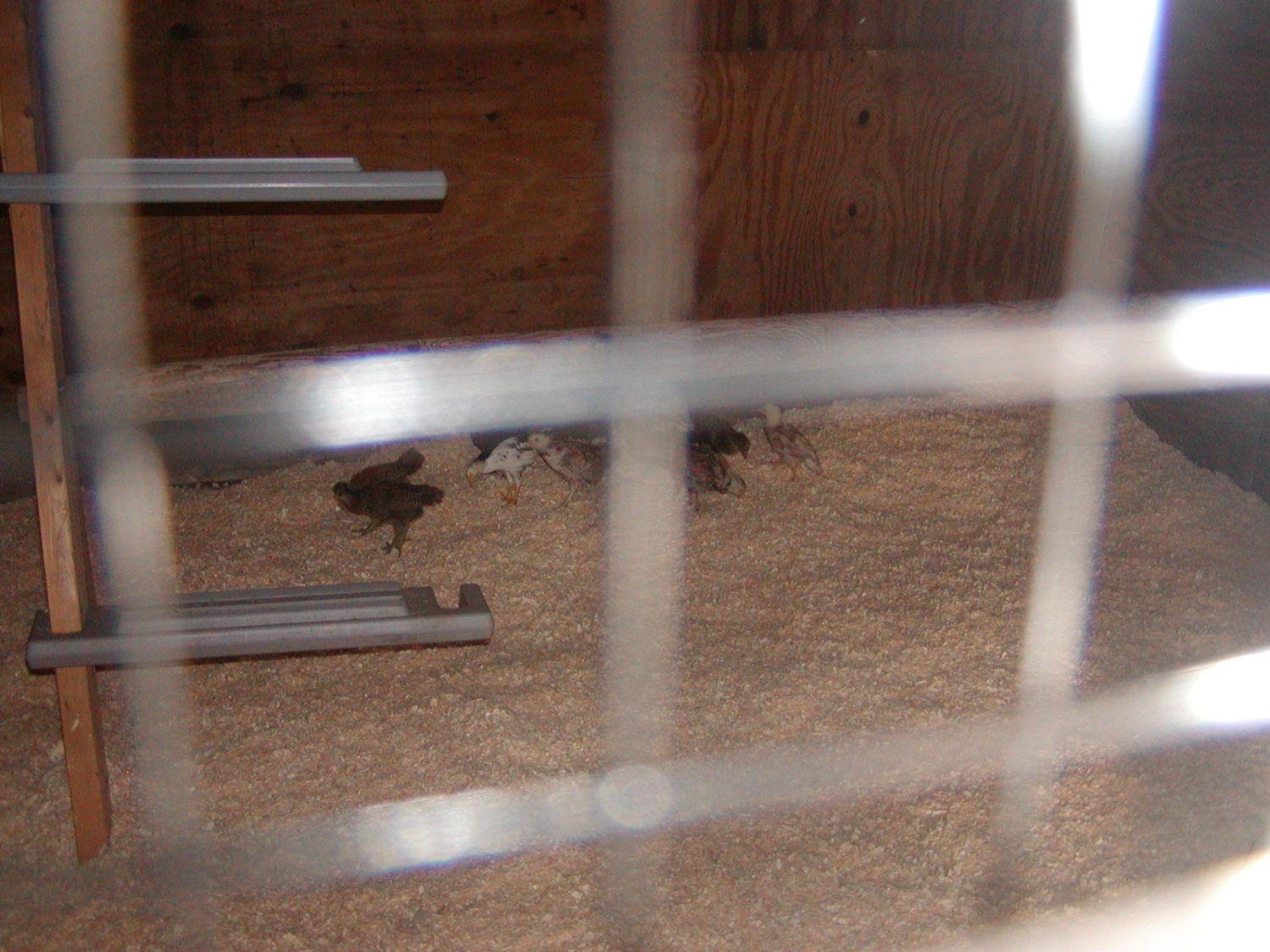 Pine and Cedar shavings are dangerous Page 5 BackYard Chickens Learn How to Raise Chickens