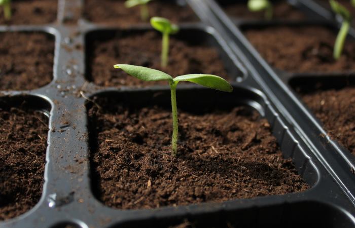 How Often To Water Seedlings & Bottom vs Top Watering BackyardDigs