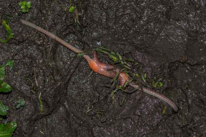Do Worms Lay Eggs? How Are Worms Born? BackyardDigs