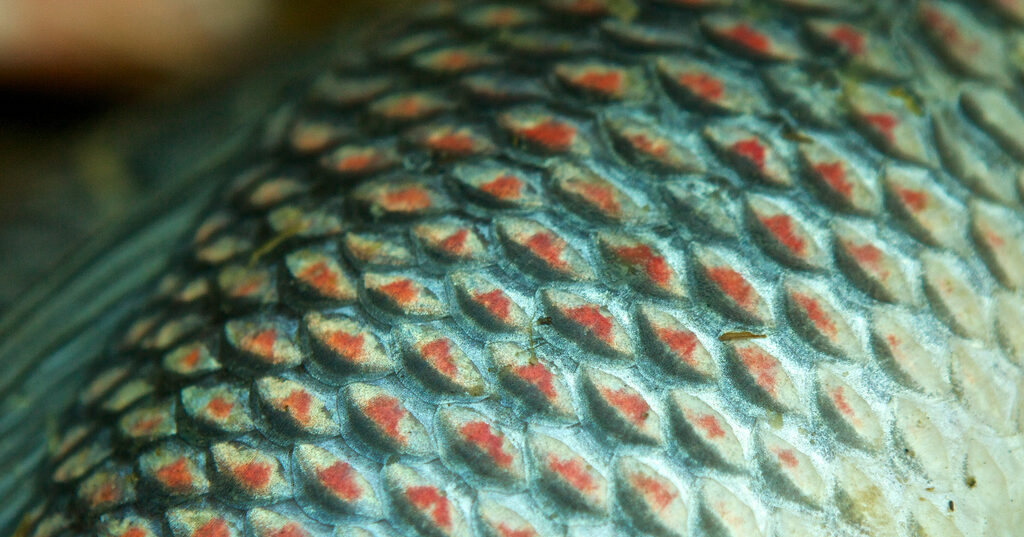 Why Do Mammals Have Hair but Fish Have Scales