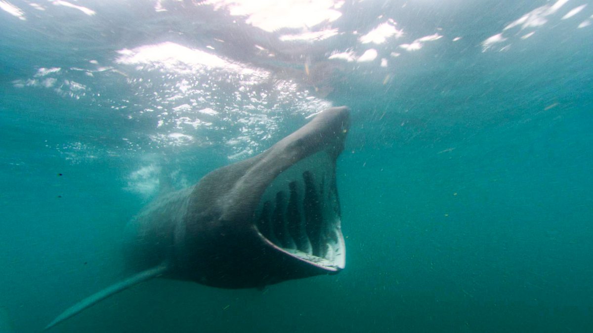 Do Basking Sharks Bite? Exploring The Truth Behind These Gentle Giants