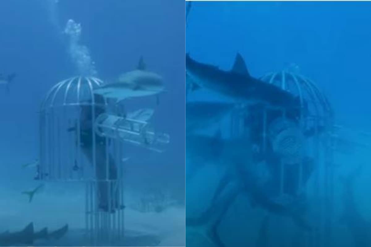 Unlocking The Mystery Of How Great White Sharks Detect Blood