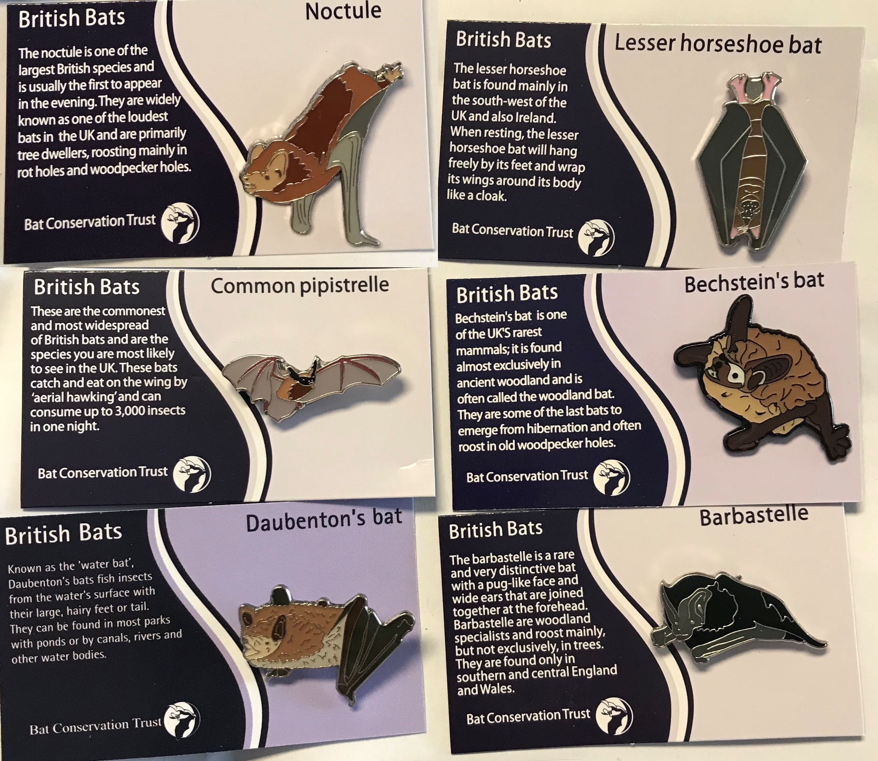Pin badge boxes and donation tins Fundraise for bats Bat