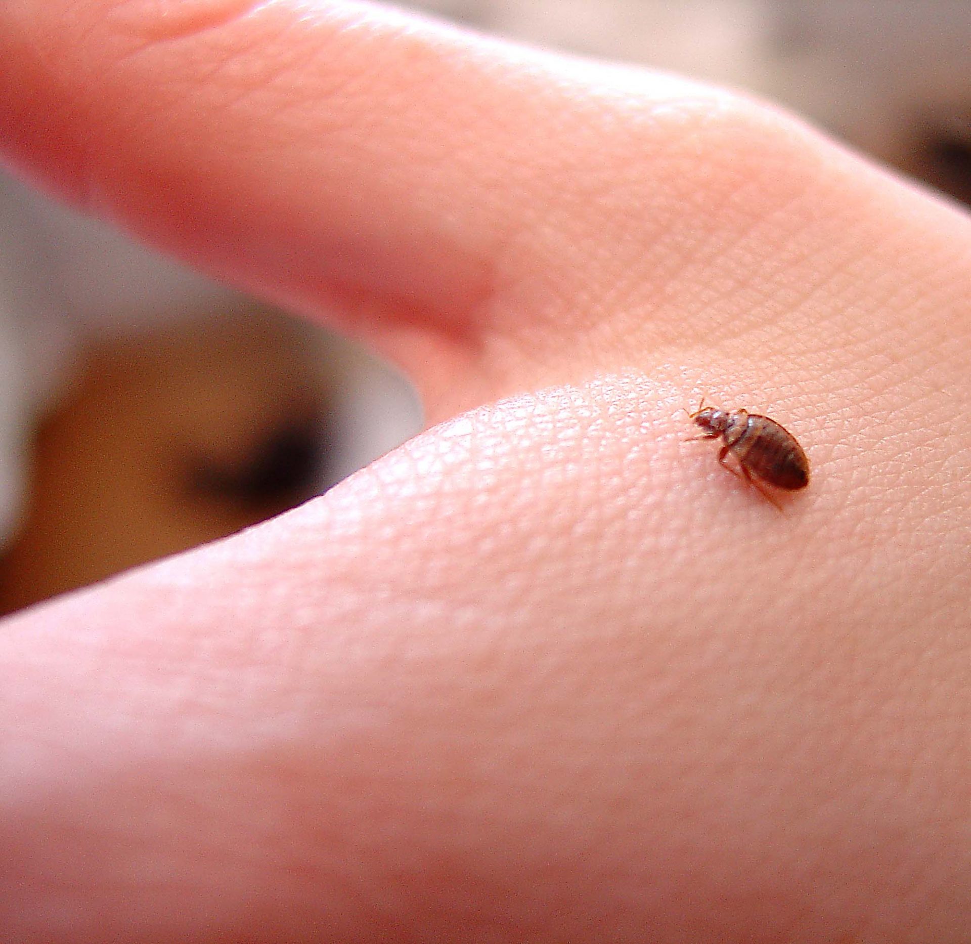 The Bed Bug A Nocturnal Pest BedBugs