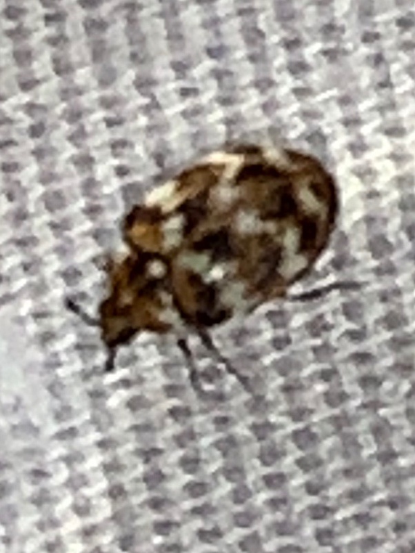 Do Bed Bugs Have Stripes BedBugs