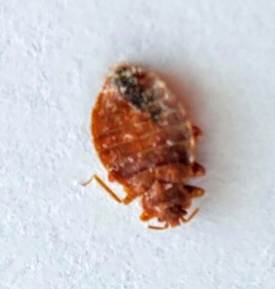 How To Prevent Bed Bugs BedBugs