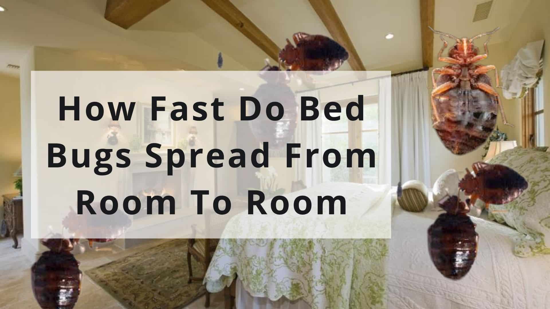 5 Tips To Bed Bug Proof Your Apartment BedBugs