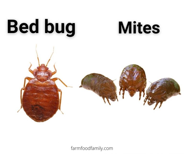 Are Bed Bugs And Lice Related? BedBugs