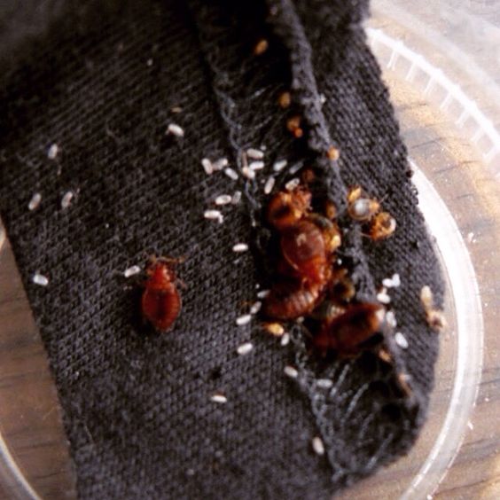 How To Tell If You Have A Bed Bug Infestation BedBugs