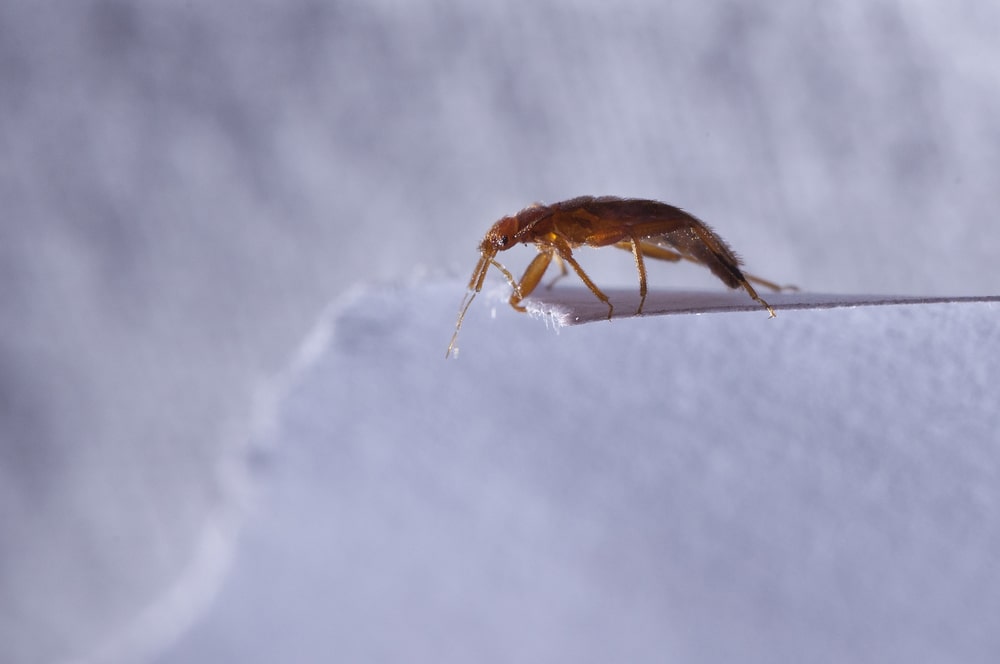 Bed Bug Infestation? Terminix Has You Covered BedBugs