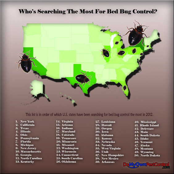 The Problem With Bed Bugs In Seattle BedBugs