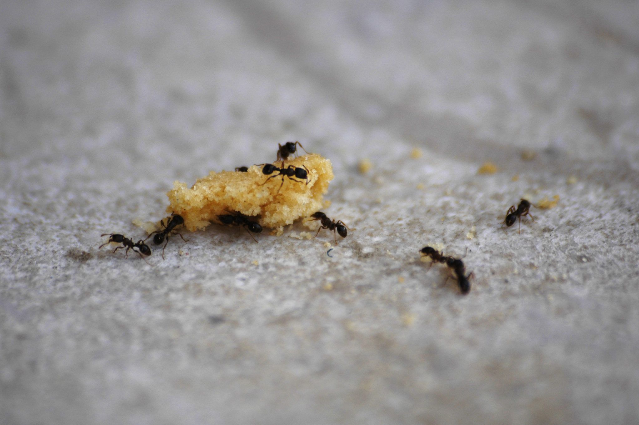 Are Bed Bugs Attracted To Diapers BedBugs