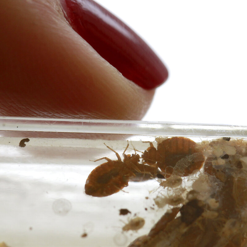 Do Interception Devices For Bed Bugs Work? BedBugs