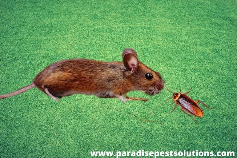 Do Rat Eat Roaches Or Bed Bugs BedBugs