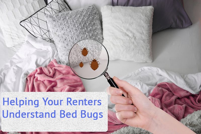 You Are Not Required To Tell Your Landlord About Bed Bugs BedBugs