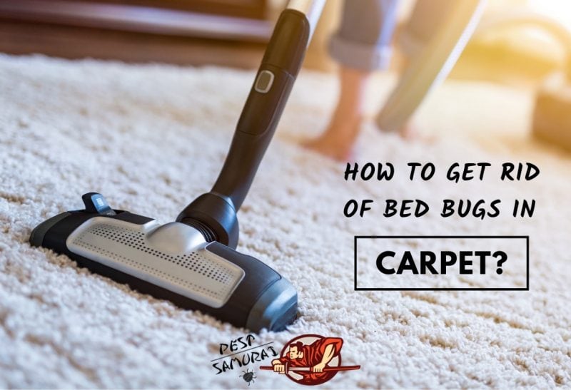 How To Treat Bed Bugs In One Room BedBugs