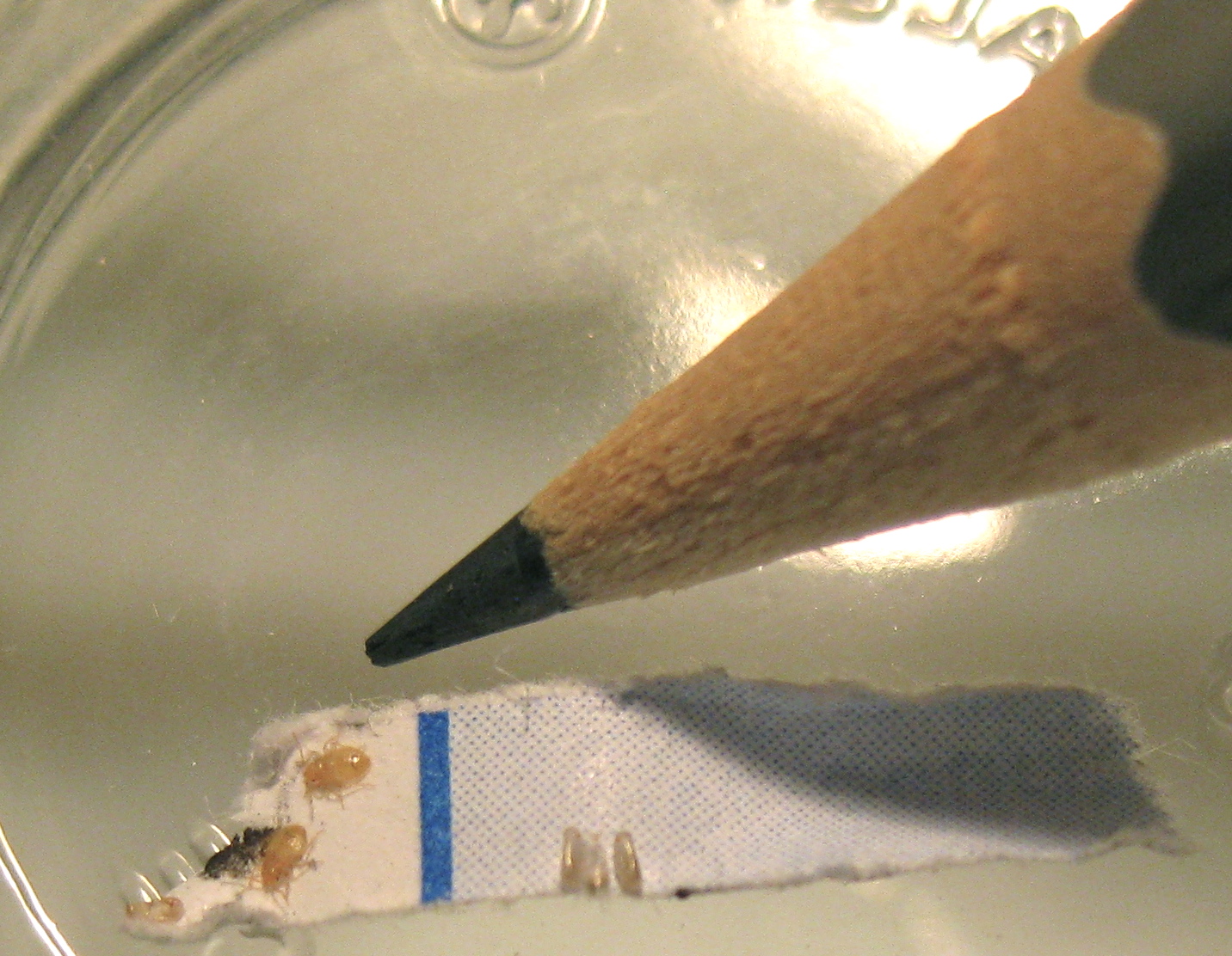 The Three Stages Of A Bed Bug’s Life Cycle BedBugs