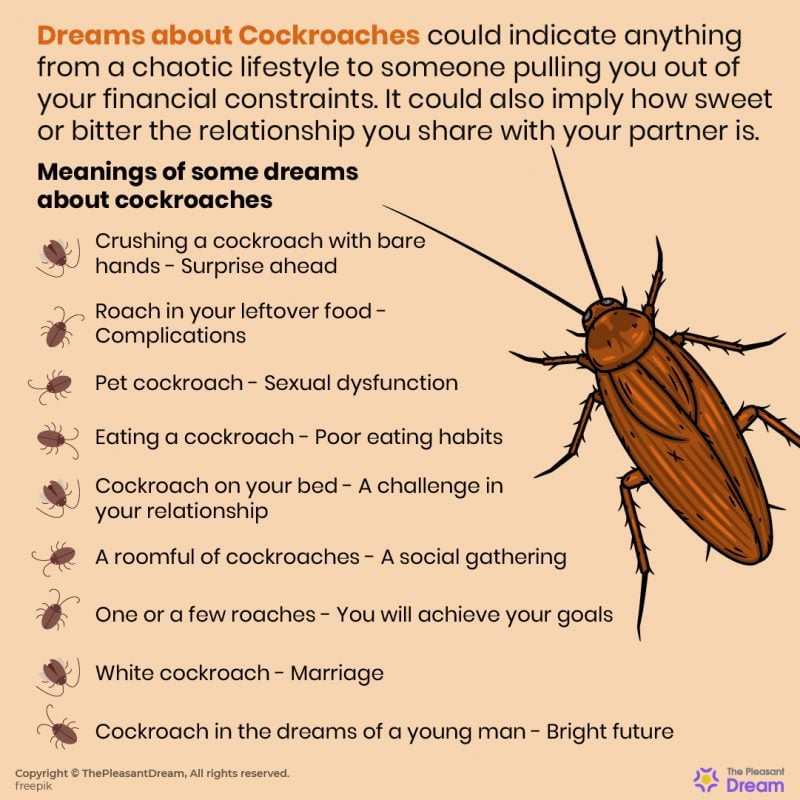 How to Say Cockroaches in Spanish BedBugs