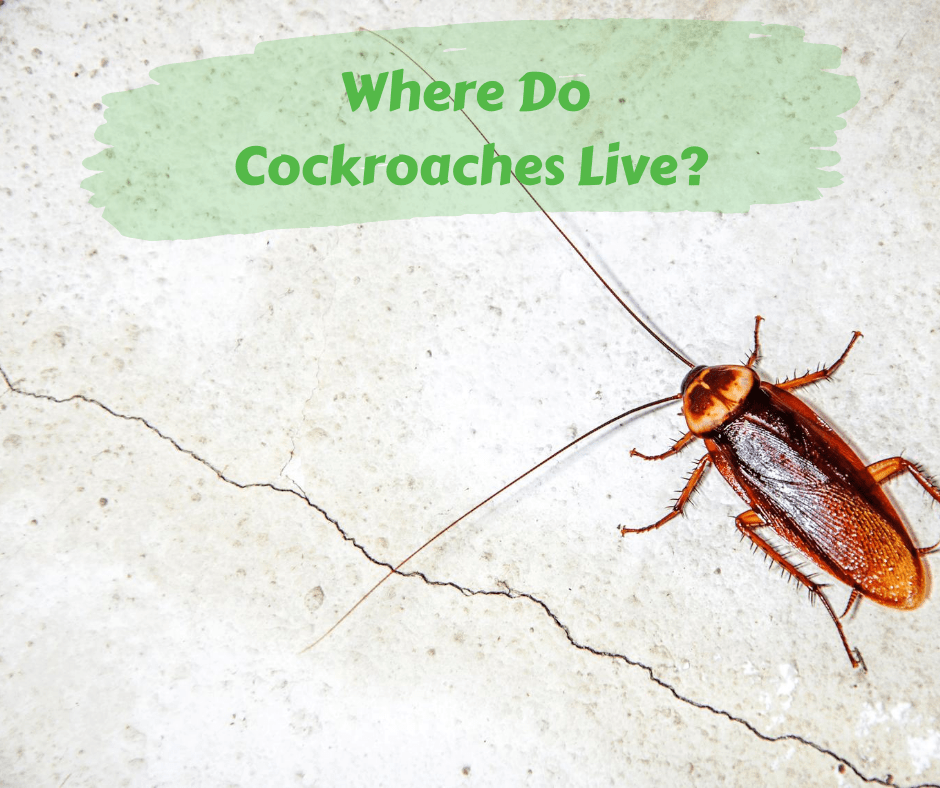 “Effective Temperature Control for Cockroaches Adjusting the