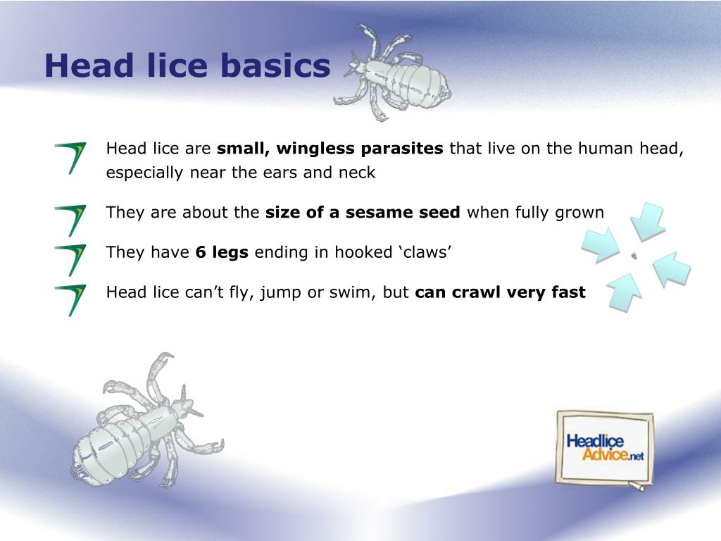 Do Parakeets Carry Head Lice? BedBugs