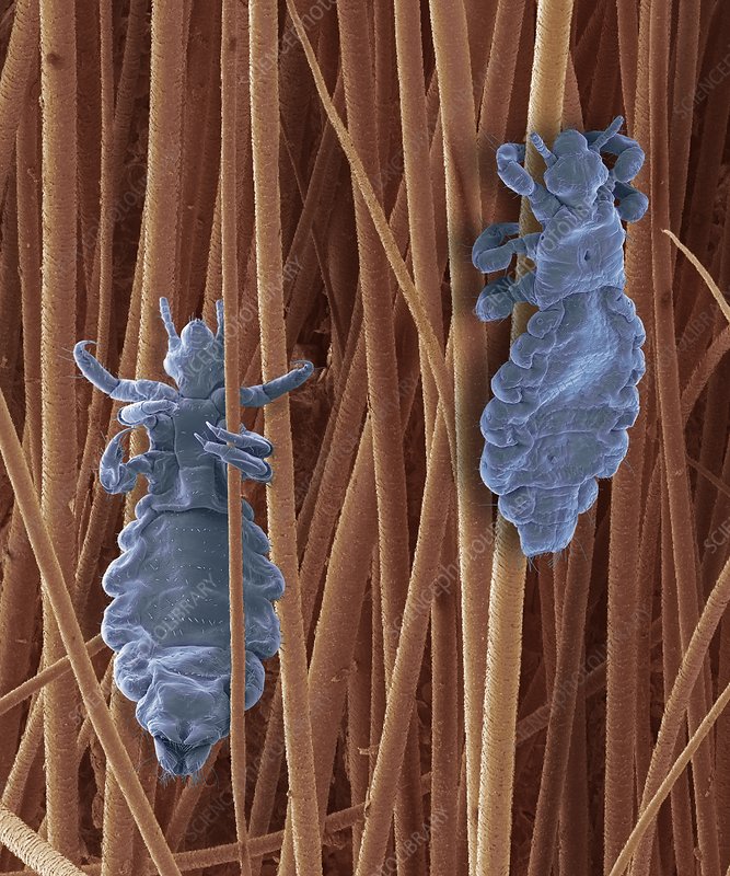 Protecting Yourself From Carpet Beetles Allergies Irritation And